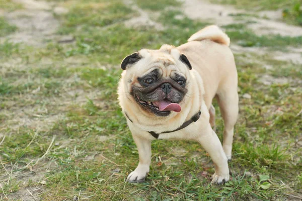 Hond Pug Het Gras Zomer — Stockfoto