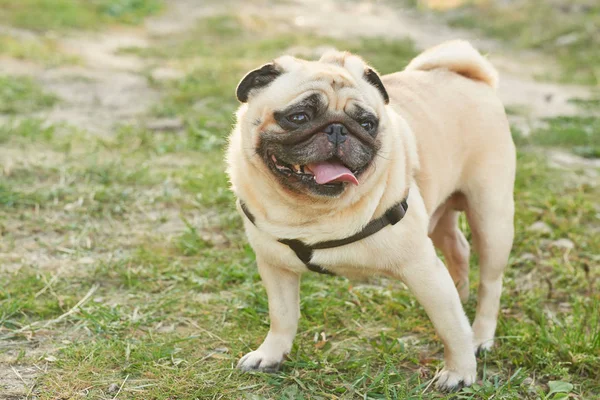 Pies Pug Trawie Lecie — Zdjęcie stockowe