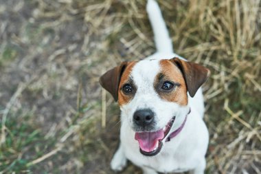 köpek Jack Russell Terrier çimenlerin üzerinde