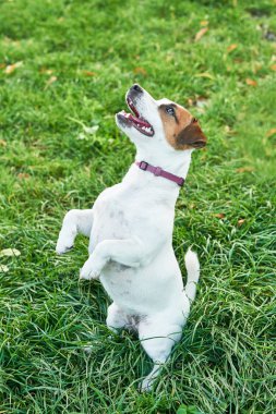 köpek Jack Russell Terrier çimenlerin üzerinde