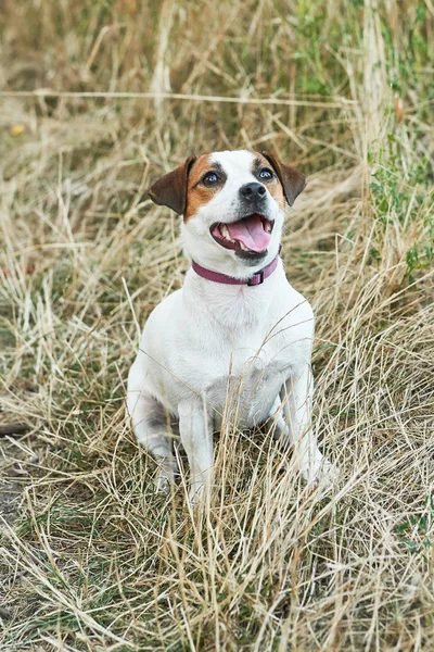 Jack Russell Terrier Kutya Fűben — Stock Fotó