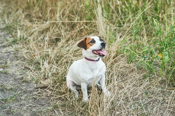 Cão Jack Russell Terrier Grama — Fotografia de Stock