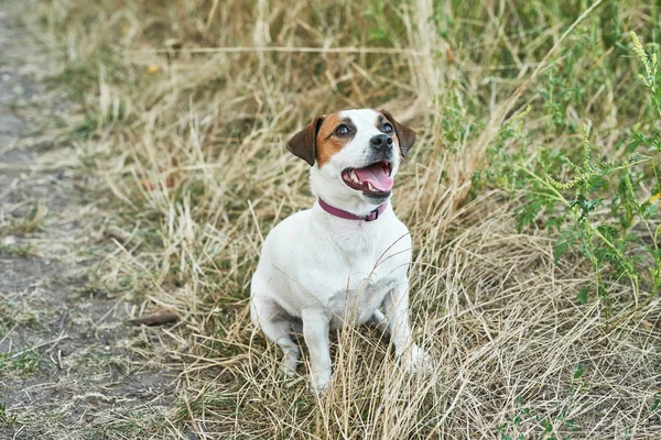 Jack Russell Terrier Kutya Fűben — Stock Fotó