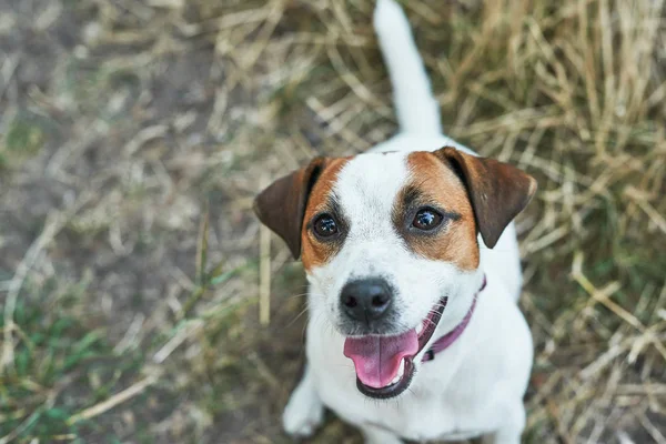 Jack Russell Terrier Kutya Fűben — Stock Fotó