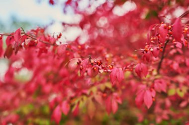 Bir ağaçtaki kırmızı sonbahar yapraklarının arkaplanı