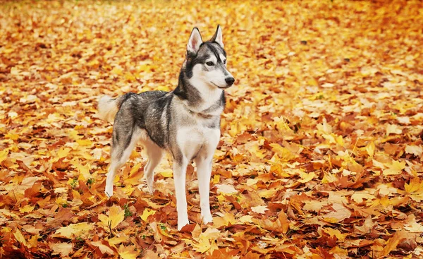 Husky Dog Parku Jesienią Pies Kalendarza — Zdjęcie stockowe
