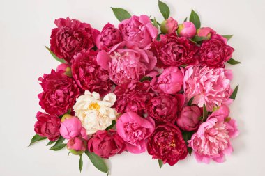 Şakayık buketi. Zengin şakayıklar sürüsü. Anneler günü için tebrik kartı. Kadınlar Günü. Sevgililer Günü. Uzayı kopyala Çiçekli bahar veya yaz tebrik kartı. Düğün davetiyesi. Mutlu yıllar.