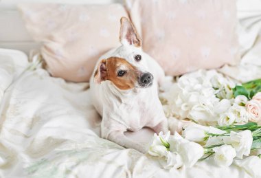 Çiçek kompozisyonu. Anneler Günü, Sevgililer Günü, 14 Şubat. Uzayı kopyala Tebrik şablonu. Düğün davetiyesi. Düz yatıyordu. Köpek Jack Russell Terrier yatakta. İyi ki doğdun