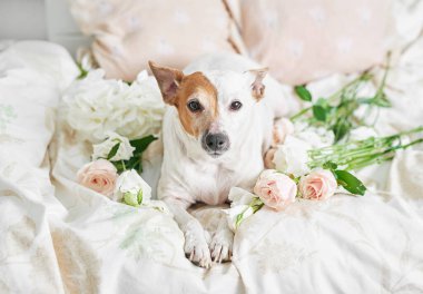 Çiçek kompozisyonu. Anneler Günü, Sevgililer Günü, 14 Şubat. Uzayı kopyala Tebrik şablonu. Düğün davetiyesi. Düz yatıyordu. Köpek Jack Russell Terrier yatakta. İyi ki doğdun