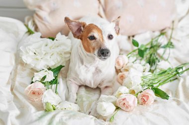 Çiçek kompozisyonu. Anneler Günü, Sevgililer Günü, 14 Şubat. Uzayı kopyala Tebrik şablonu. Düğün davetiyesi. Düz yatıyordu. Köpek Jack Russell Terrier yatakta. İyi ki doğdun