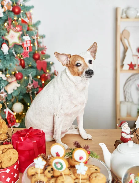 Vánoční Pes Pozadí Stromu Luxusní Novoroční Dárek Veselé Vánoce Pozadí — Stock fotografie