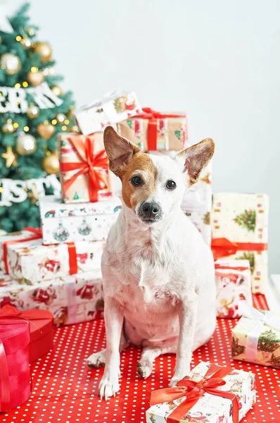 Cane Natale Sfondo Dell Albero Regalo Capodanno Lusso Buon Natale — Foto Stock