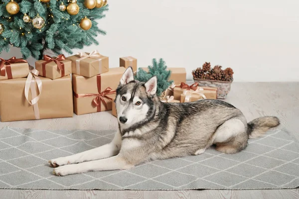 Cão Natal Husky Conceito Hotel Para Animais Vetclinic Modelo Calendário — Fotografia de Stock