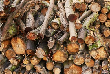 Ormanda istiflenmiş ağaç kütükleri. Kesik odun yığınları. Ağaç kütükleri, kereste kesimi, endüstriyel yıkım. Ormanların yasadışı kayboluşu. Çevre metali kavramı, yasadışı orman tahribatı.