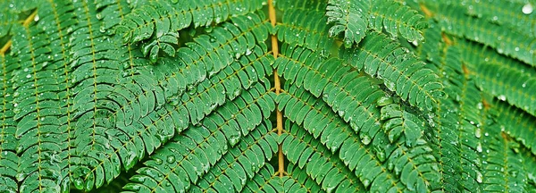 Drops Transparent Rain Water Green Leaf Beautiful Leaf Texture Nature — Stock Photo, Image