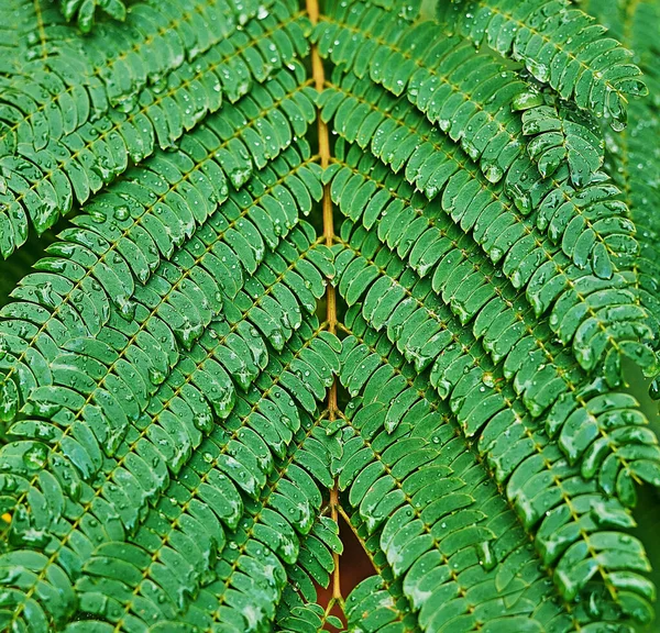 Gocce Acqua Piovana Trasparente Foglia Verde Bella Texture Fogliare Natura — Foto Stock