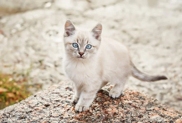 Krásné Šedé Kotě Modrýma Očima Domácí Mazlíček Útulek Pro Zvířata — Stock fotografie