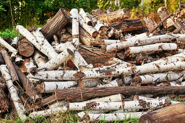 Troncos Árvores Empilhadas Floresta Pilhas Madeira Cortada Madeira Madeiras Destruição — Fotografia de Stock