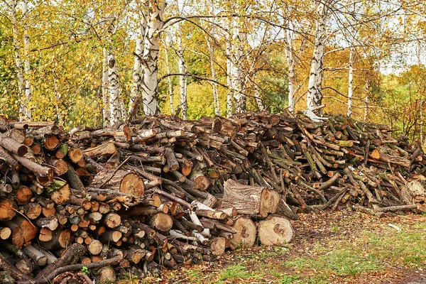 Piled tree logs in forest. Stacks of cut wood. Wood logs, timber logging, industrial destruction. Forests illegal Disappearing. Environmetal concept, illegal deforestation.