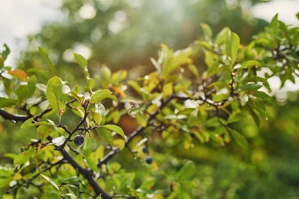 Prunus Spinosa Blackthorn Vagy Sloe Bogyó Háttér Friss Blackthorn Bogyók — Stock Fotó