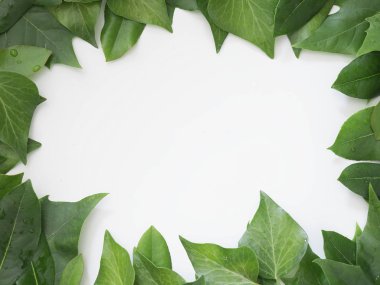 doğal yeşil yaprakların çerçeve