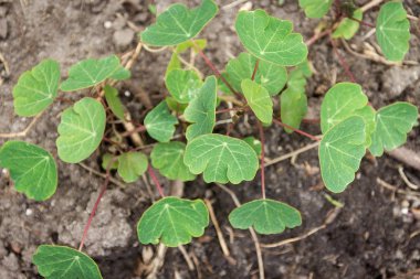 Tropaeolum tuberosum mashua çiçekli bitki Tropaeolaceae ailesindeki familyasından bir