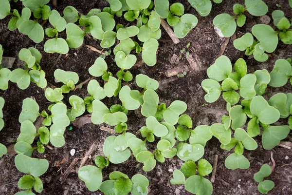 Rettichsprossen Garten Aus Der Vogelperspektive — Stockfoto