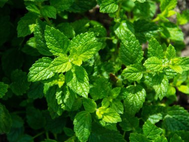 Melissa officinalis yeşillik closeup oğul otu olarak da bilinir