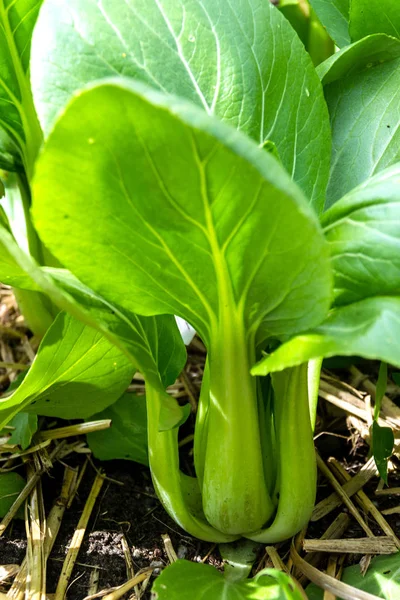 Pak Choy Repolho Crescendo Jardim — Fotografia de Stock