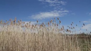 Ortak reed kamış australis mavi gökyüzü yaz günü rüzgar görüntüleri hiçbir ses sallayarak üzerinde 