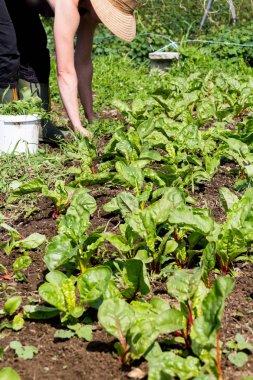Swiss chard sebze Bahçe büyüyen ve arka planda bir çiftçi kadın