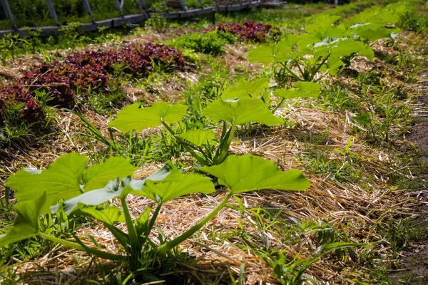 Feld Von Zucchini Ball Kultivierten Garten — Stockfoto