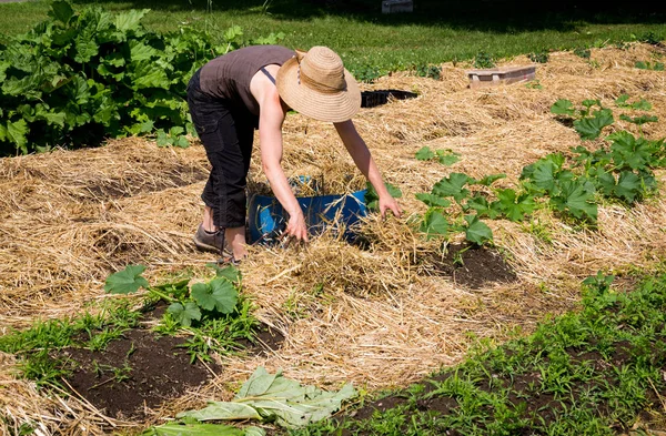 Bäuerin Deckt Zucchini Reihe Mit Stroh Garten — Stockfoto