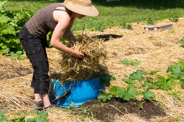 Bäuerin Deckt Zucchini Reihe Mit Stroh Garten — Stockfoto