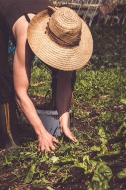 çiftçi kadın otlar bahçeden kaldırma