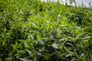 Japon crosne Stachys affinis yeşillik closeup yeşil bir evde bitki.
