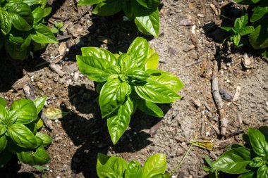 Basil organik bitki bahçe Ocimum basilicum yüksek açılı görünüş