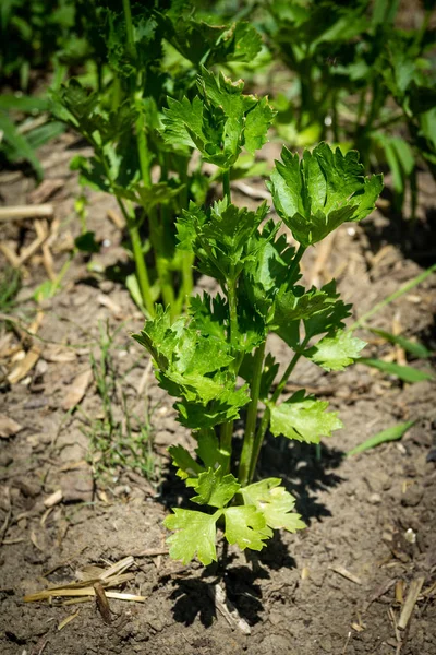 Bio Knollensellerie Apium Graveolens Var Rapaceum Ilona Einem Gemüsegarten — Stockfoto