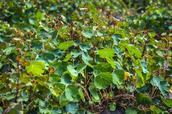 Tropaeolum Tuberosum Mashua Una Especie Planta Con Flores Perteneciente Familia —  Fotos de Stock