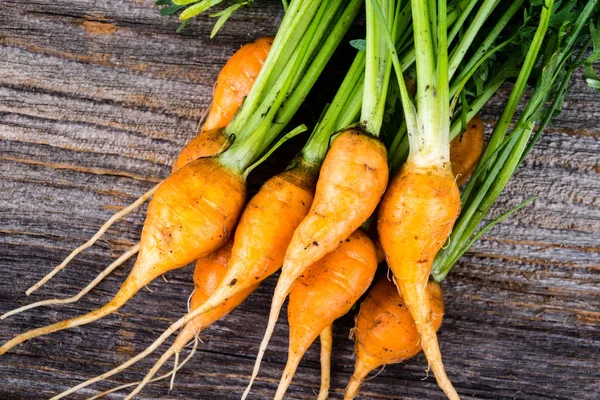 Heirloom organische miniatuur wortelen — Stockfoto