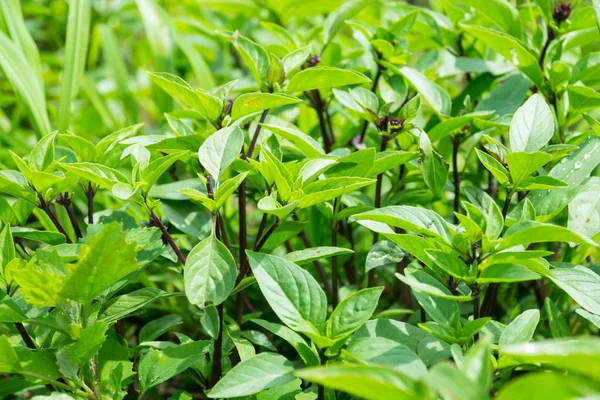 Tayland fesleğeni, Güneydoğu Asya 'ya özgü bir fesleğen türüdür. Tadı, anason ve meyan kökü gibi ve biraz baharatlı.