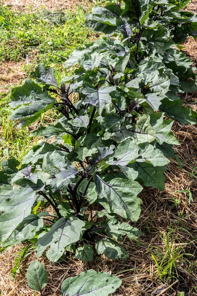 Lange Lila Bio Aubergine Wächst Gemüsegarten — Stockfoto