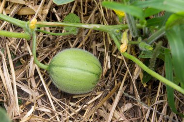 bahçede saman üzerinde büyüyen bebek cantaloup kavun