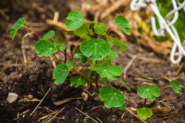 Tropaeolum Tuberosum Mashua Een Geslacht Van Bedektzadigen Familie Tropaeolaceae — Stockfoto