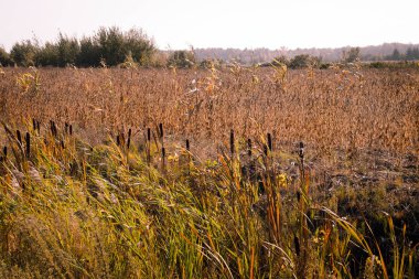 Typha latifolia kuyrugu sonbahar peyzaj