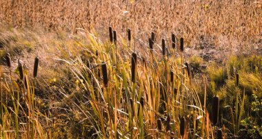 Typha latifolia kuyrugu sonbahar peyzaj