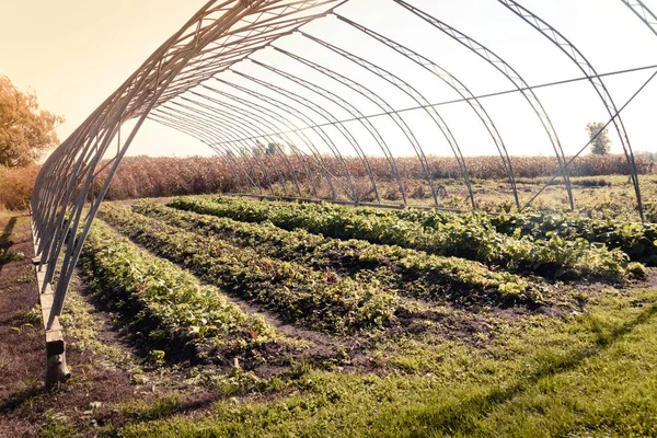 Bauerngarten Der Herbstreihe Von Salat Und Rettich — Stockfoto