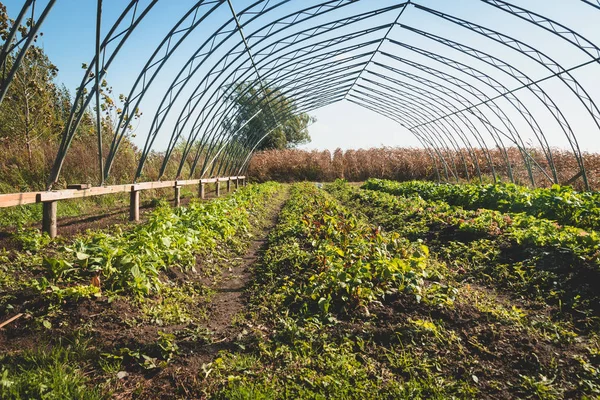 Bauerngarten Der Herbstreihe Von Salat Und Rettich — Stockfoto