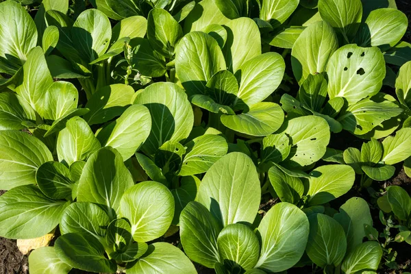 Pak Choi Cultivado Close Livre — Fotografia de Stock