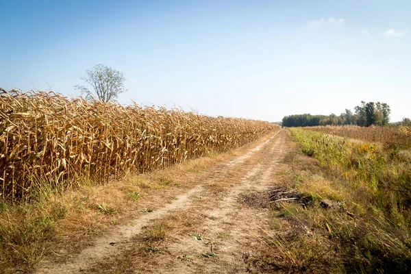 Champ Maïs Paysage Agricole Automne — Photo